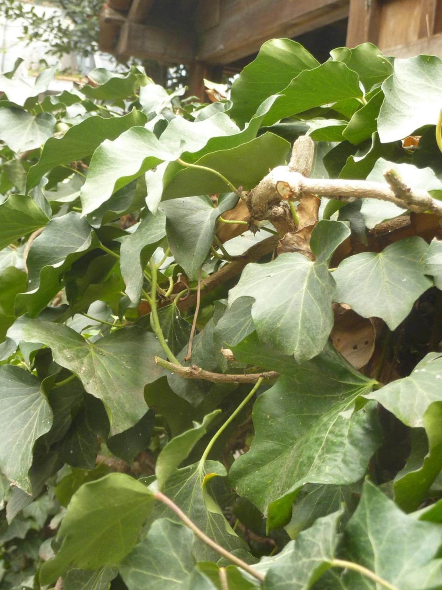 Gardens In Vake, Tbilisi 호텔 외부 사진