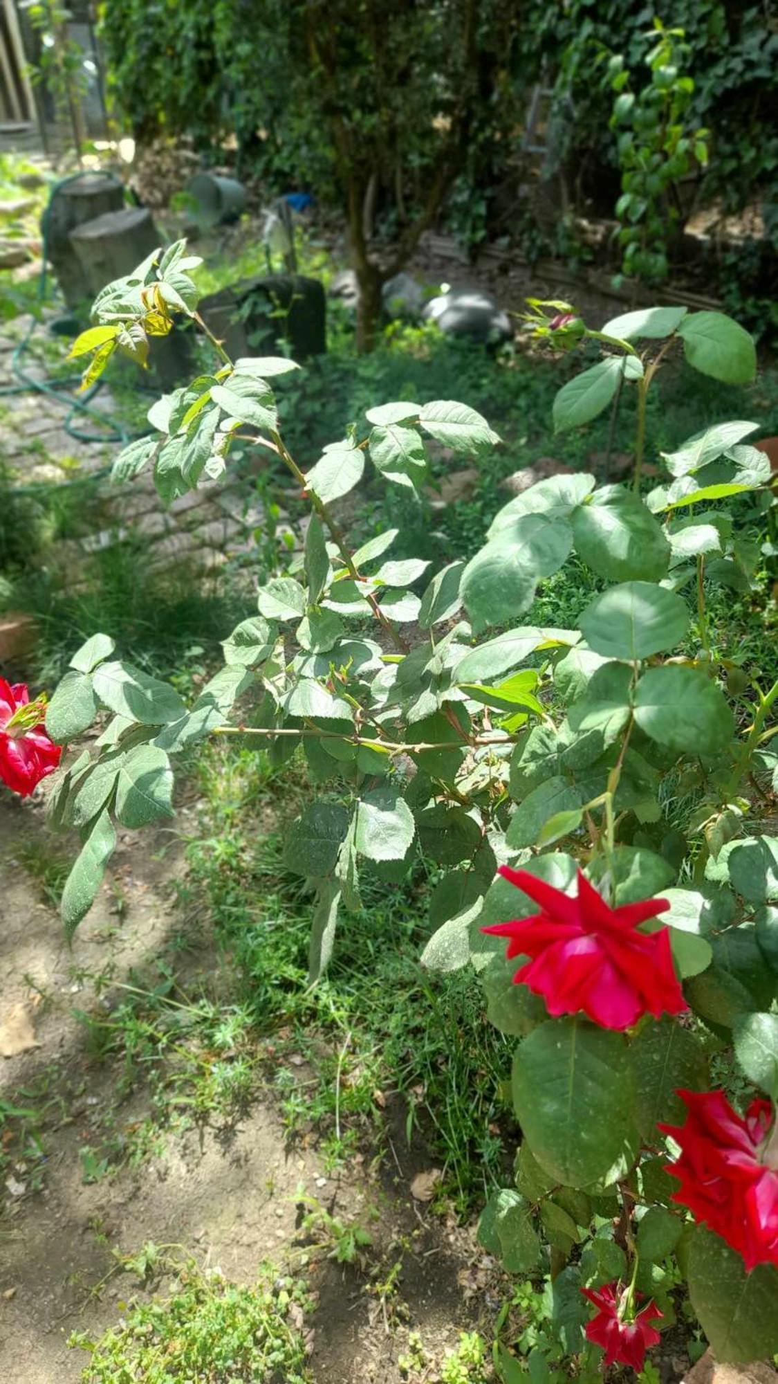 Gardens In Vake, Tbilisi 호텔 외부 사진